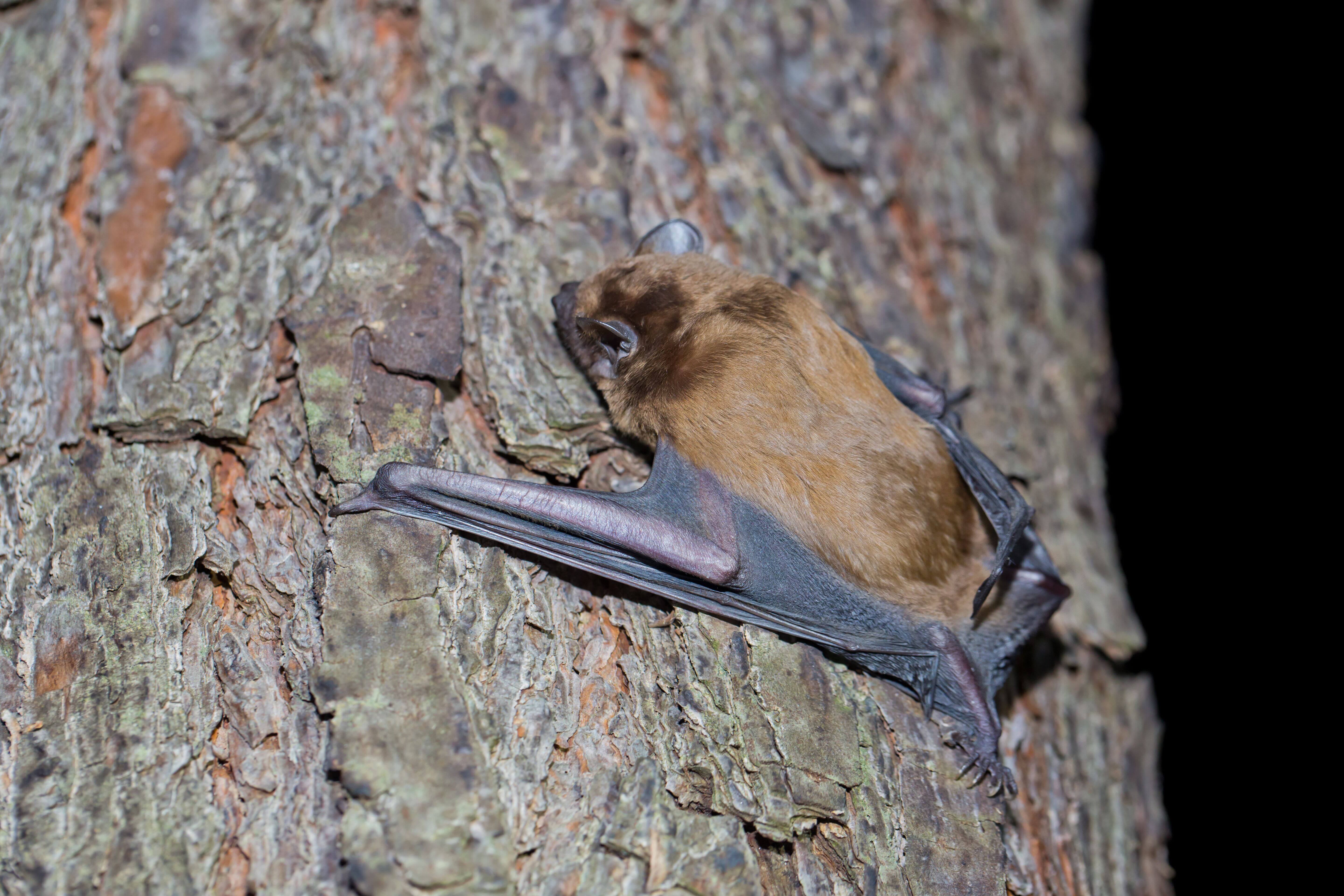 Ecological Bat Surveys JCA Ltd Arboriculture & Ecology